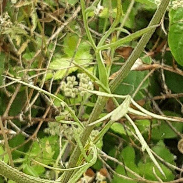 Torilis japonica Leaf