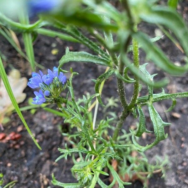 Gilia capitata Leaf