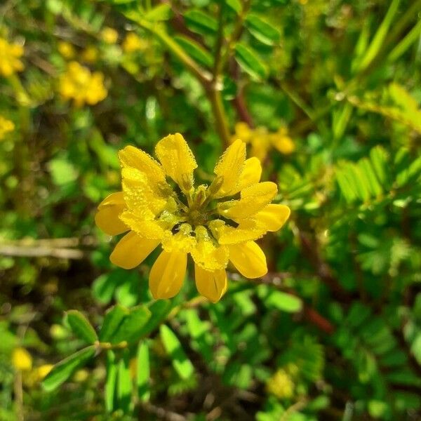 Coronilla securidaca Квітка