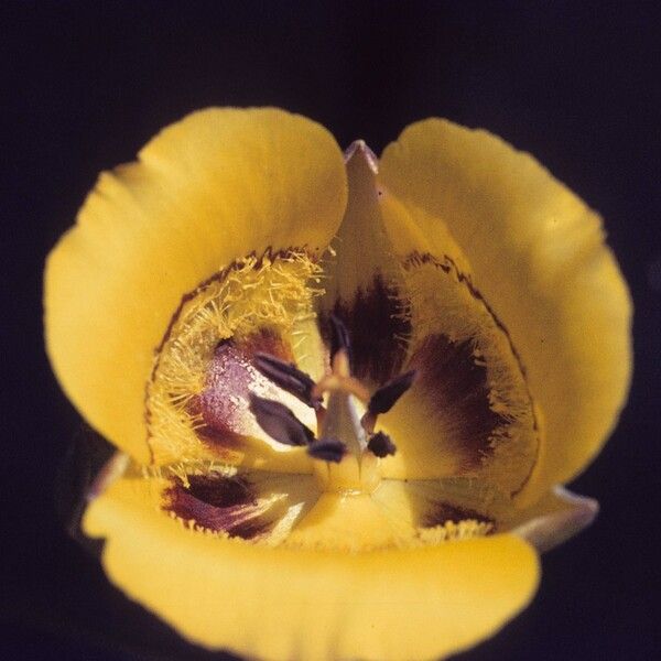 Calochortus clavatus Blodyn