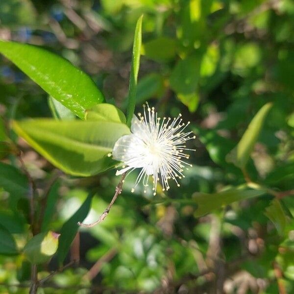 Myrtus communis ফুল