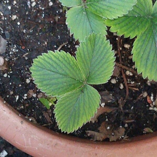 Fragaria moschata 葉