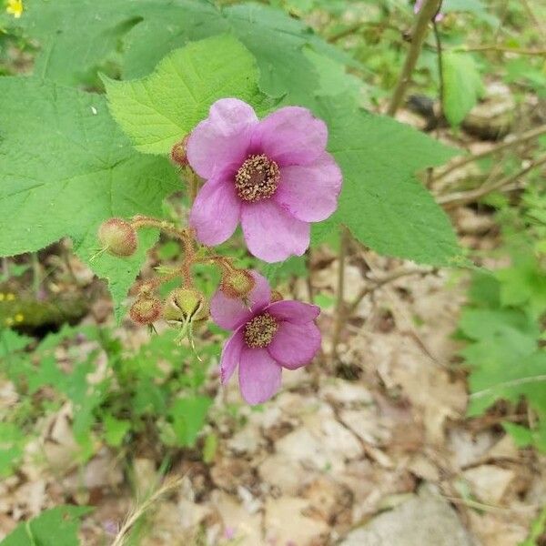 Rubus odoratus Virág