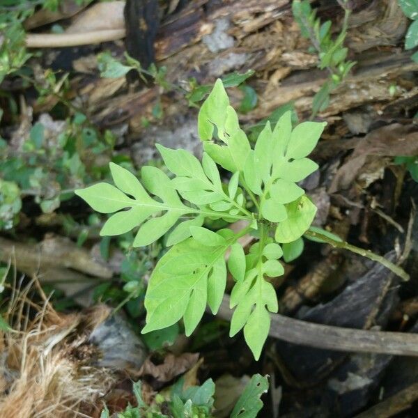 Solanum seaforthianum Vivejo