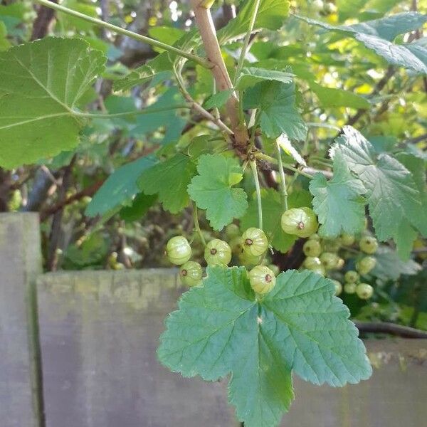 Ribes rubrum Ffrwyth