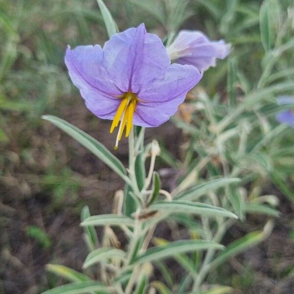 Solanum elaeagnifolium Floare
