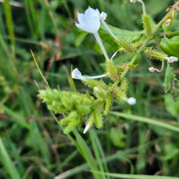 Plumbago zeylanica Flor