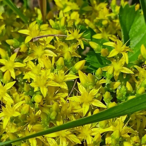 Sedum acre Blüte