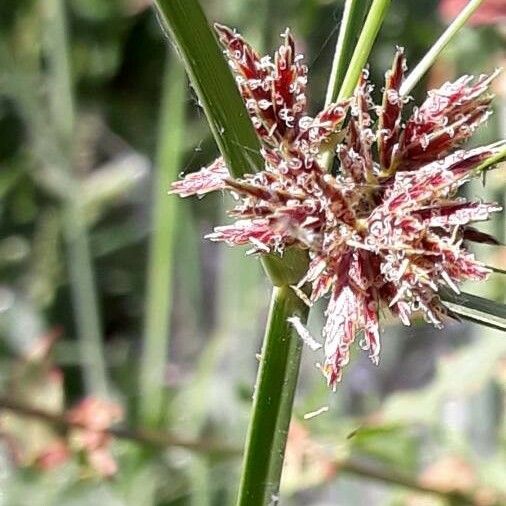 Cyperus longus Цвят