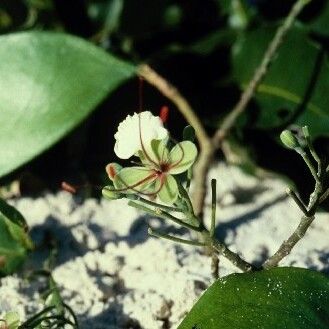 Intsia bijuga Habit