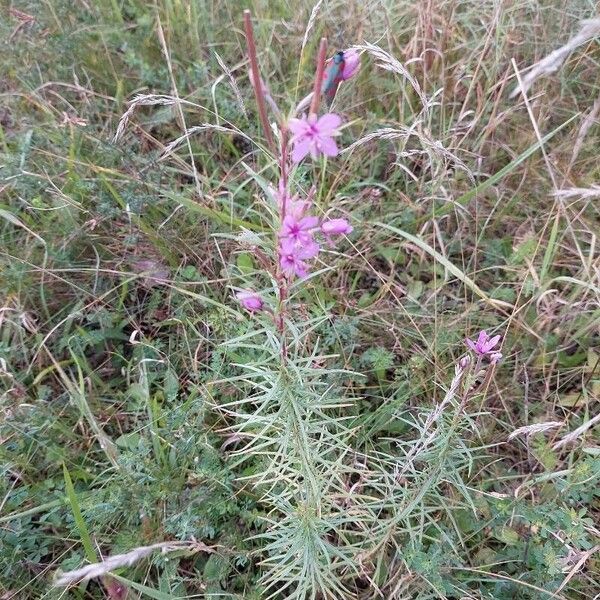 Epilobium dodonaei Цвят