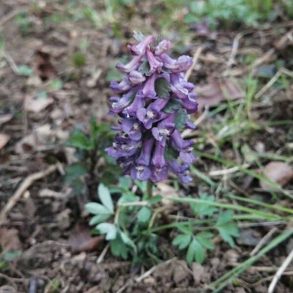 Corydalis solida Žiedas