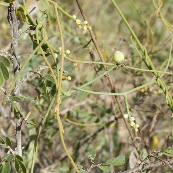 Cassytha filiformis Плод