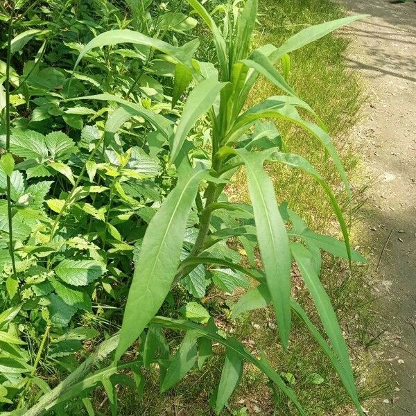 Lactuca indica Blatt