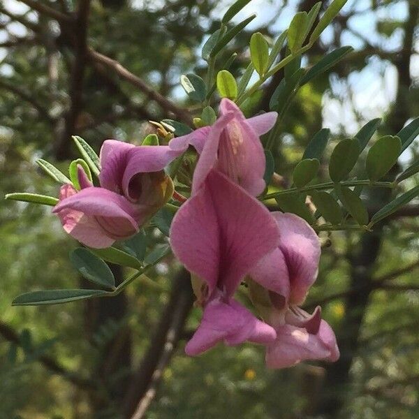 Virgilia oroboides Цветок