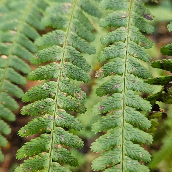 Dryopteris filix-mas Leaf