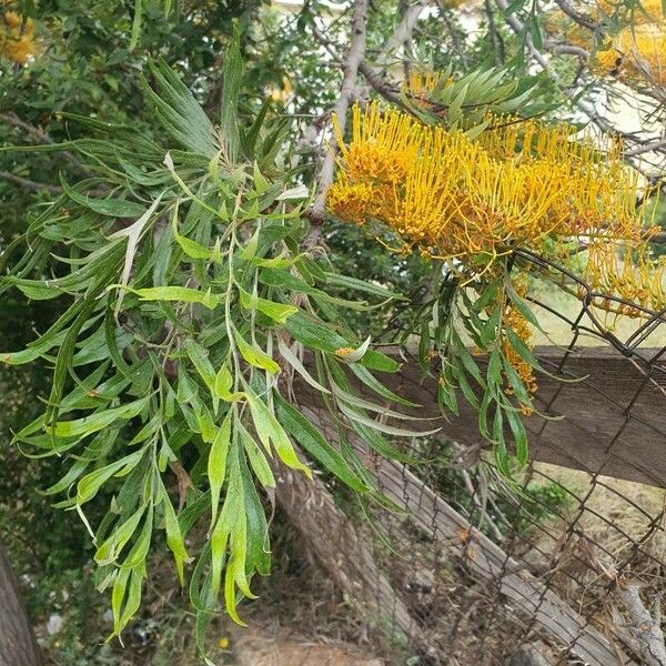 Grevillea robusta Blomst