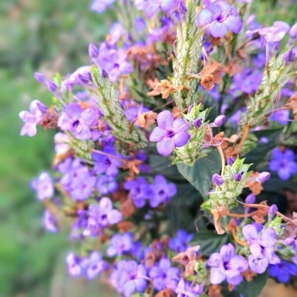 Eranthemum pulchellum Çiçek