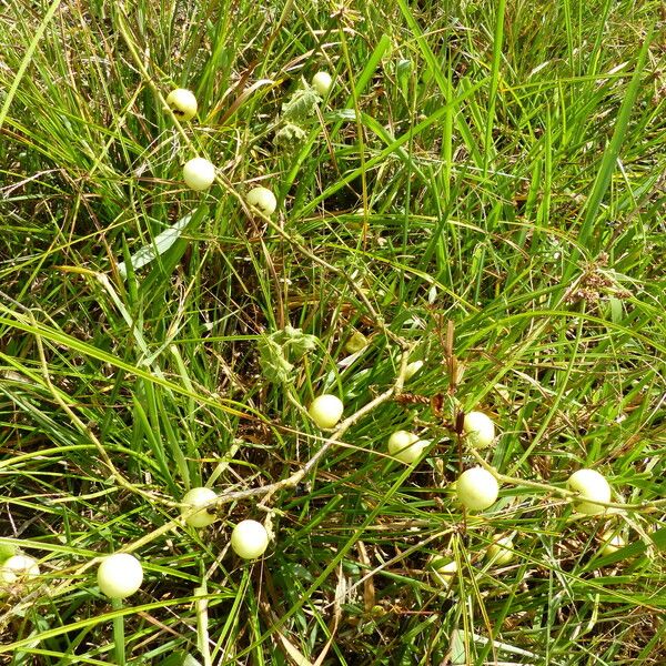 Solanum viarum Elinympäristö