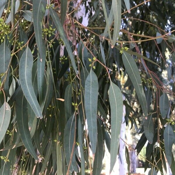 Eucalyptus globulus Folio