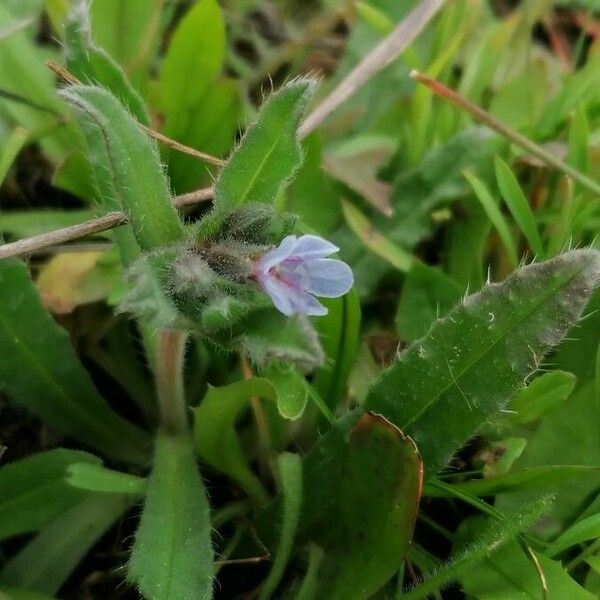 Nonea micrantha ᱵᱟᱦᱟ