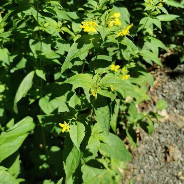 Lysimachia ciliata പുഷ്പം