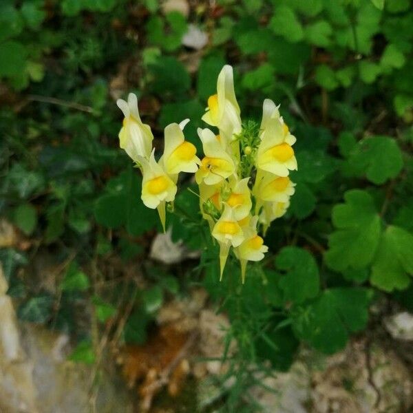 Linaria supina Blüte