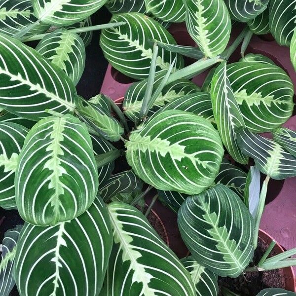 Maranta leuconeura Лист