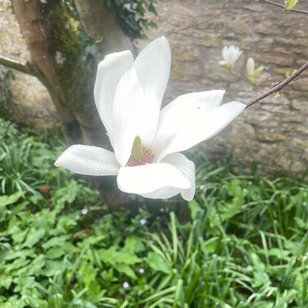 Magnolia salicifolia Blomma