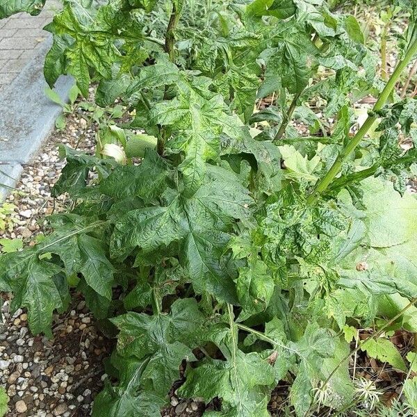 Echinops sphaerocephalus 形態