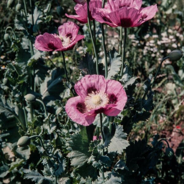 Papaver somniferum Λουλούδι