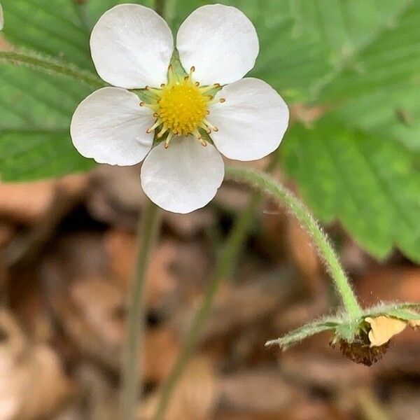 Fragaria moschata Kwiat