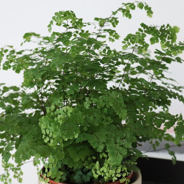 Adiantum raddianum Habit