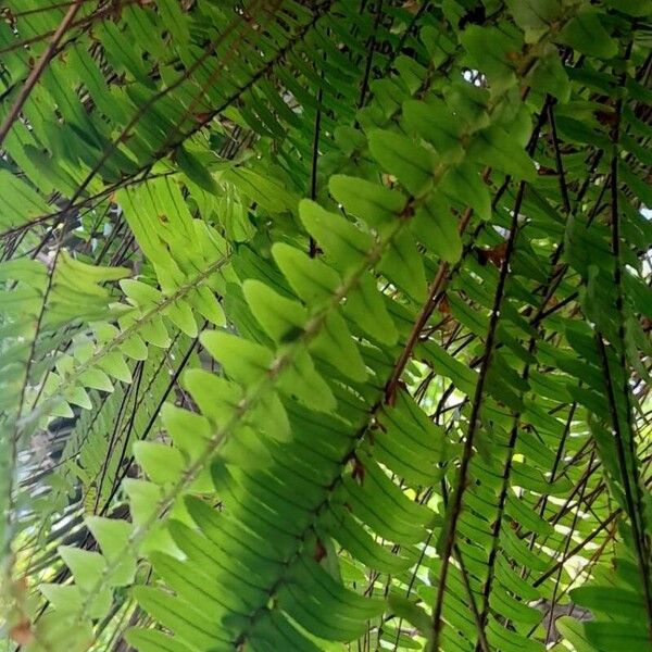 Nephrolepis cordifolia Liść