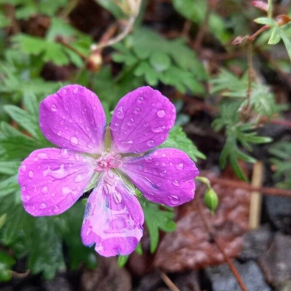 Geranium sanguineum Λουλούδι