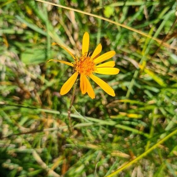 Jacobaea abrotanifolia 花