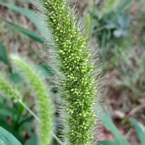 Setaria italica Blodyn