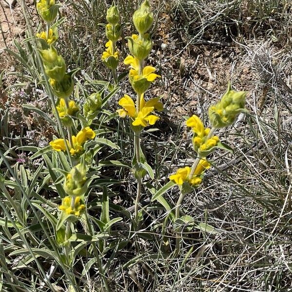 Phlomis lychnitis Frunză