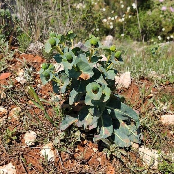 Euphorbia isatidifolia Habit