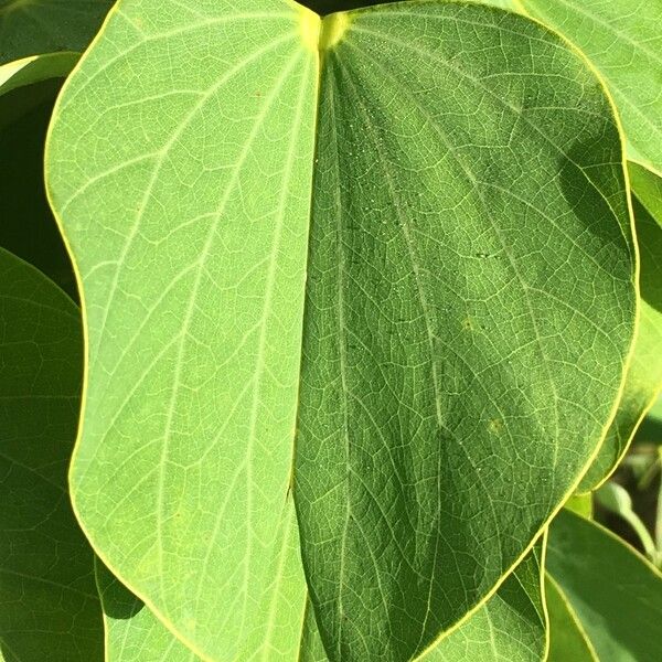 Bauhinia monandra Yaprak