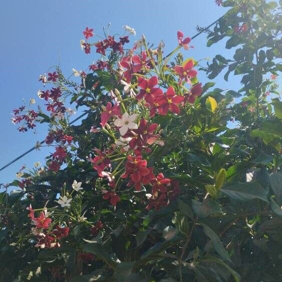 Combretum indicum Flower