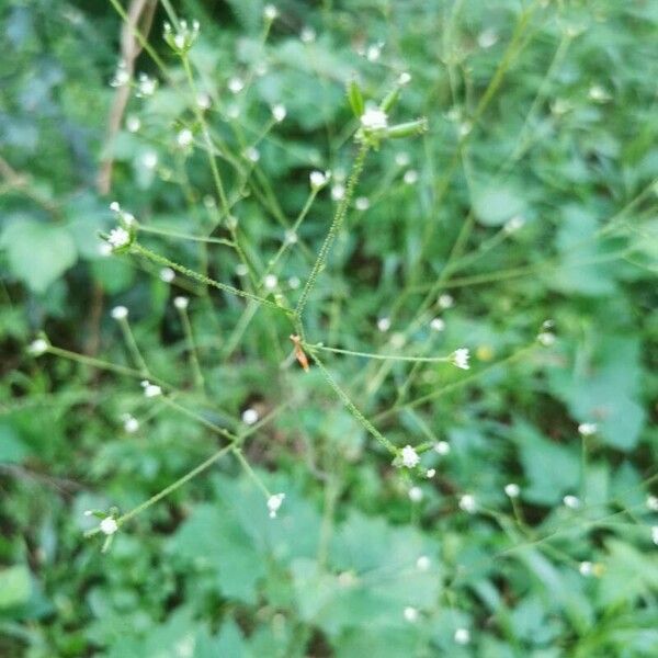 Adenocaulon bicolor Flower