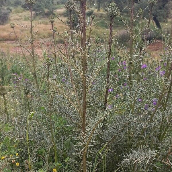 Cynara humilis Leaf