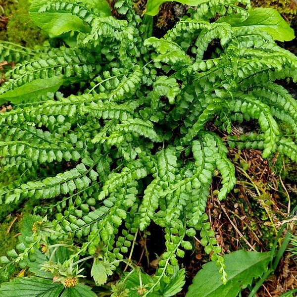 Asplenium viride 整株植物