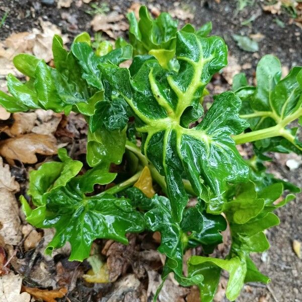 Philodendron bipennifolium Levél