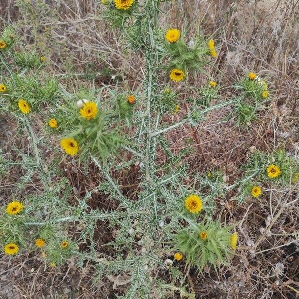 Scolymus maculatus Õis