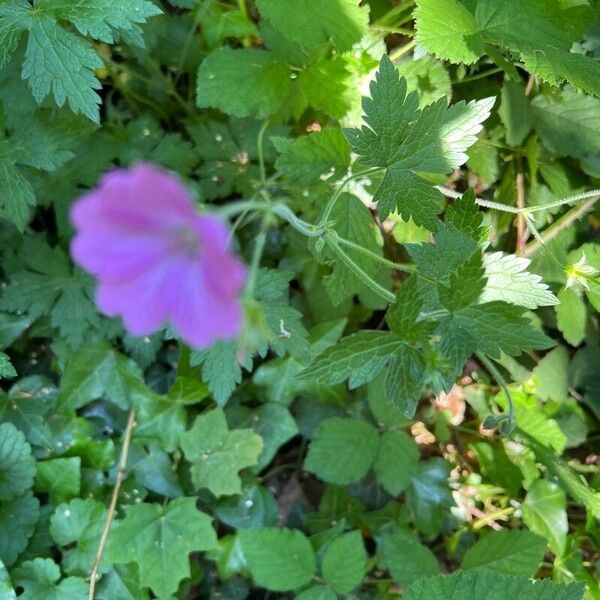 Geranium endressii പുഷ്പം