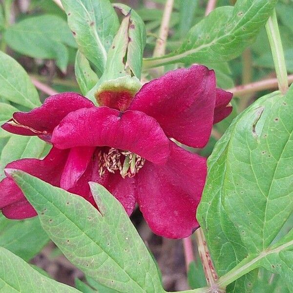 Paeonia delavayi Flors