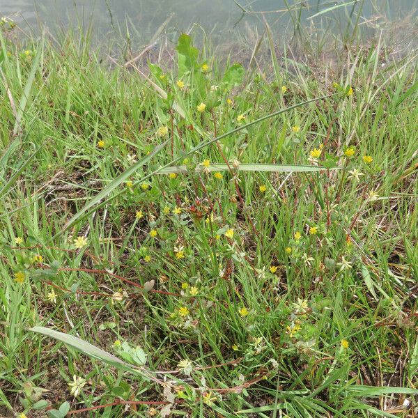 Trifolium dubium Habitat