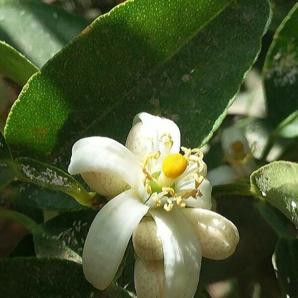 Citrus aurantiifolia फूल